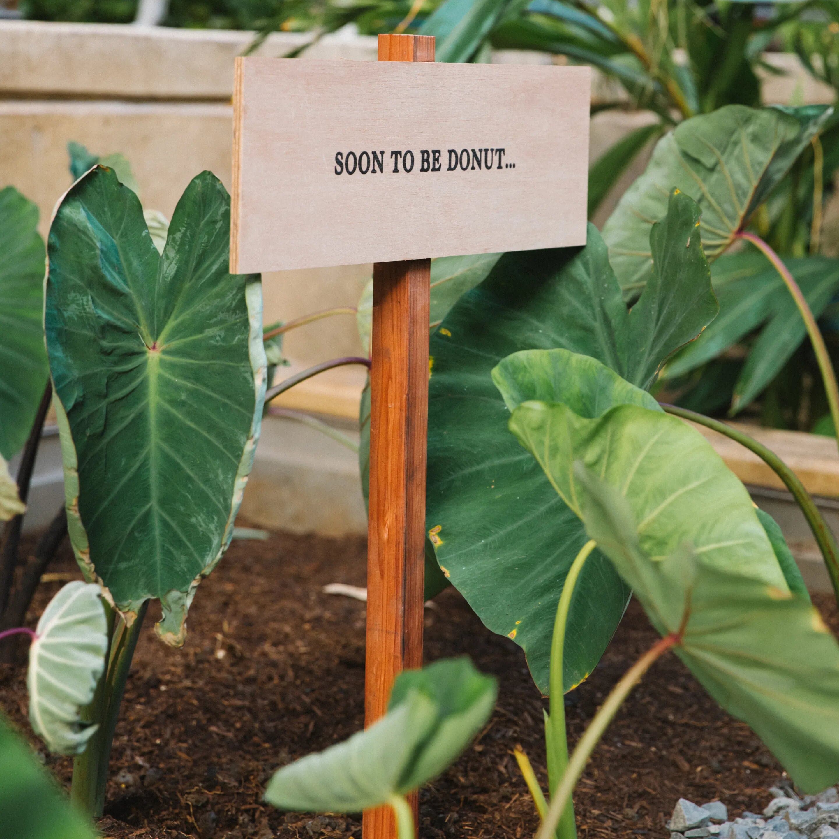 Hawaiian Grown Taro